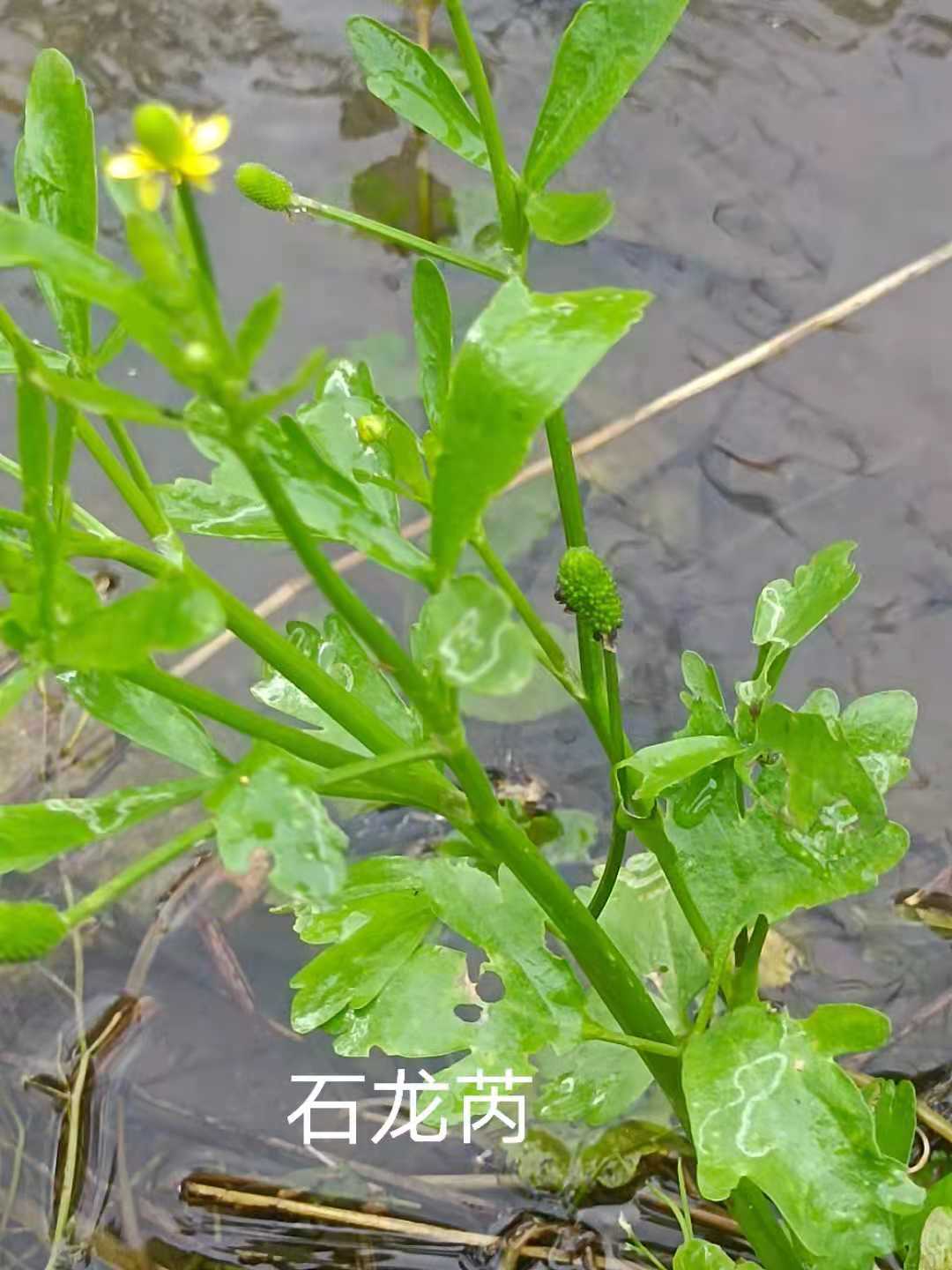 图4 石龙芮花期_20210428091330.jpg