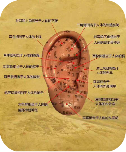 1同心学齐进步 耳医学组在行动(1)342.png
