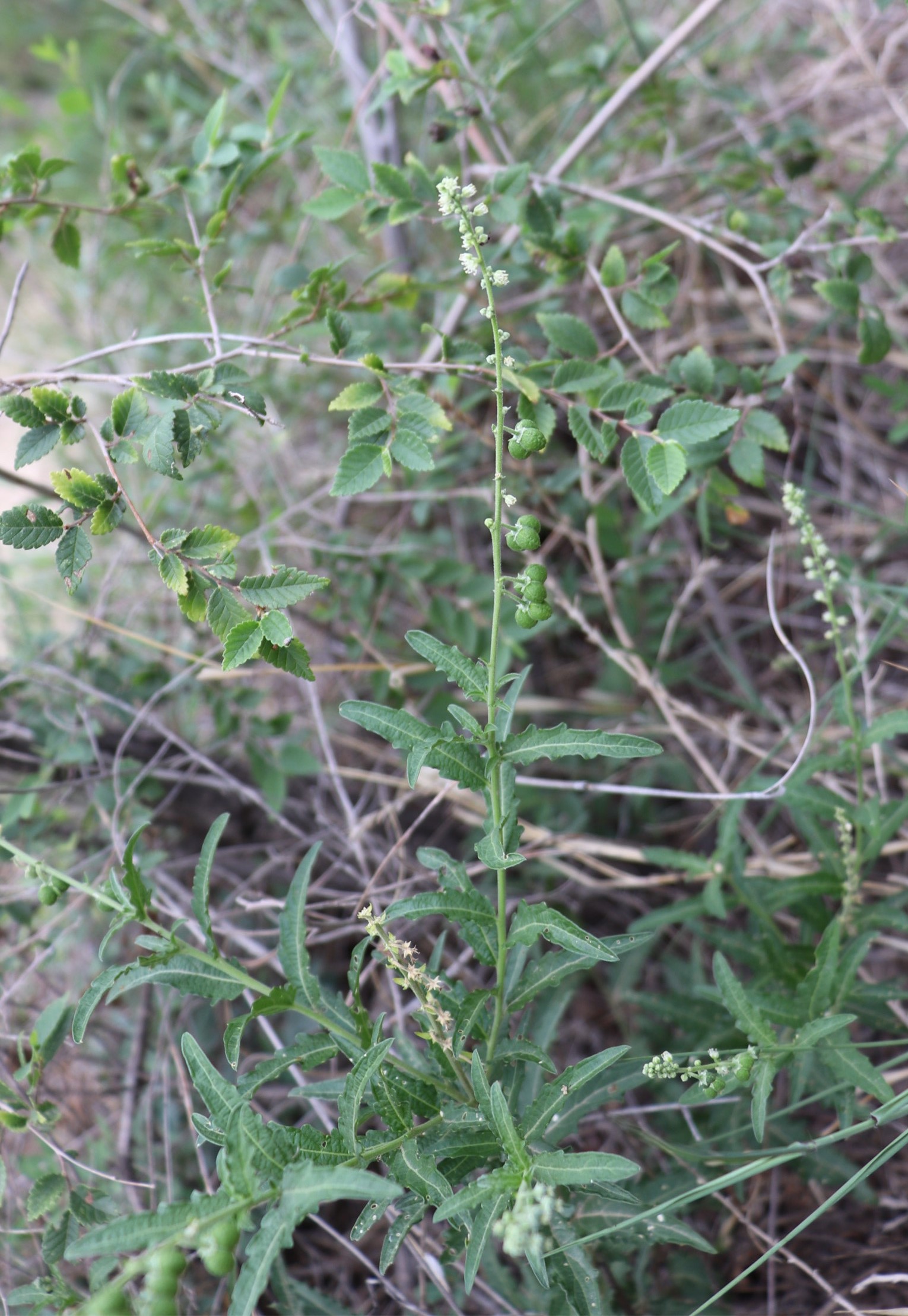 【康源】透骨草 珍珠透骨草山东本地透骨草道地药材-阿里巴巴