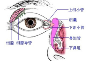 2视功能发育.png